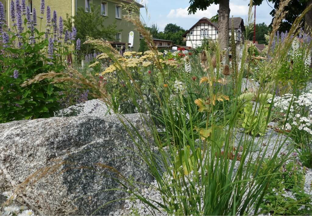 native plants toronto native plants toronto